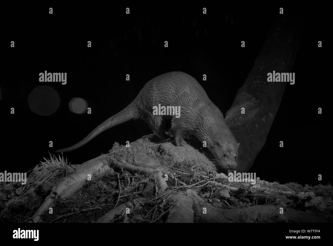 La loutre (Lutra lutra) sur les bords de la rivière, pris dans la nuit avec un appareil photo à distance infrarouge piège, Mayenne, Pays de Loire, France, mars. Banque D'Images