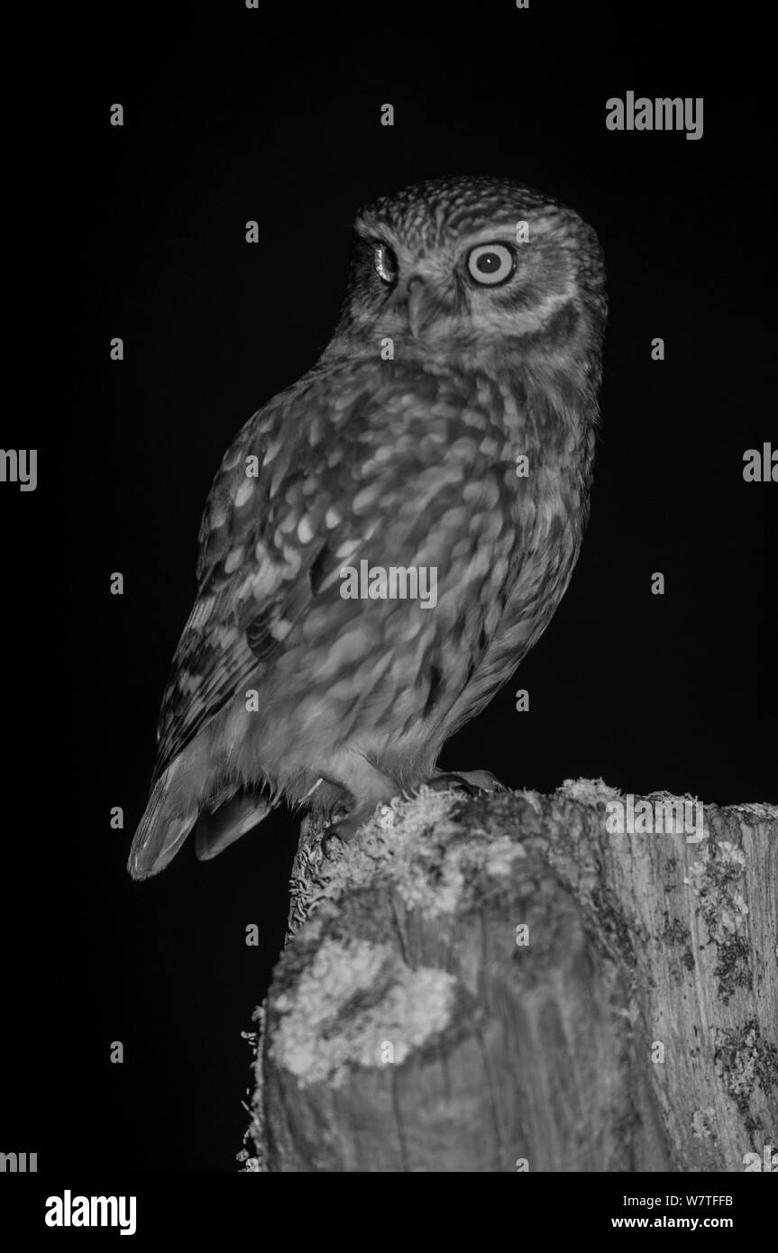 Chouette chevêche (Athene noctua) sur le post en jardin, pris dans la nuit avec un appareil photo à distance infrarouge piège, Mayenne, Pays de Loire, France, mars. Banque D'Images