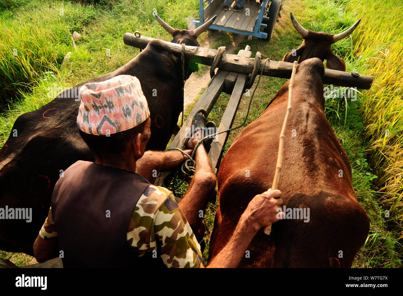 Homme conduisant Tharu chariot tiré par des bœufs, à travers champs autour de parc national Royal de Chitwan, au Népal. Octobre 2011. Banque D'Images