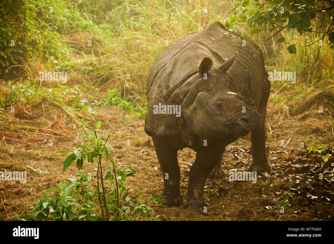 Le rhinocéros indien (Rhinoceros unicornis) Parc national royal de Chitwan, au Népal. Banque D'Images