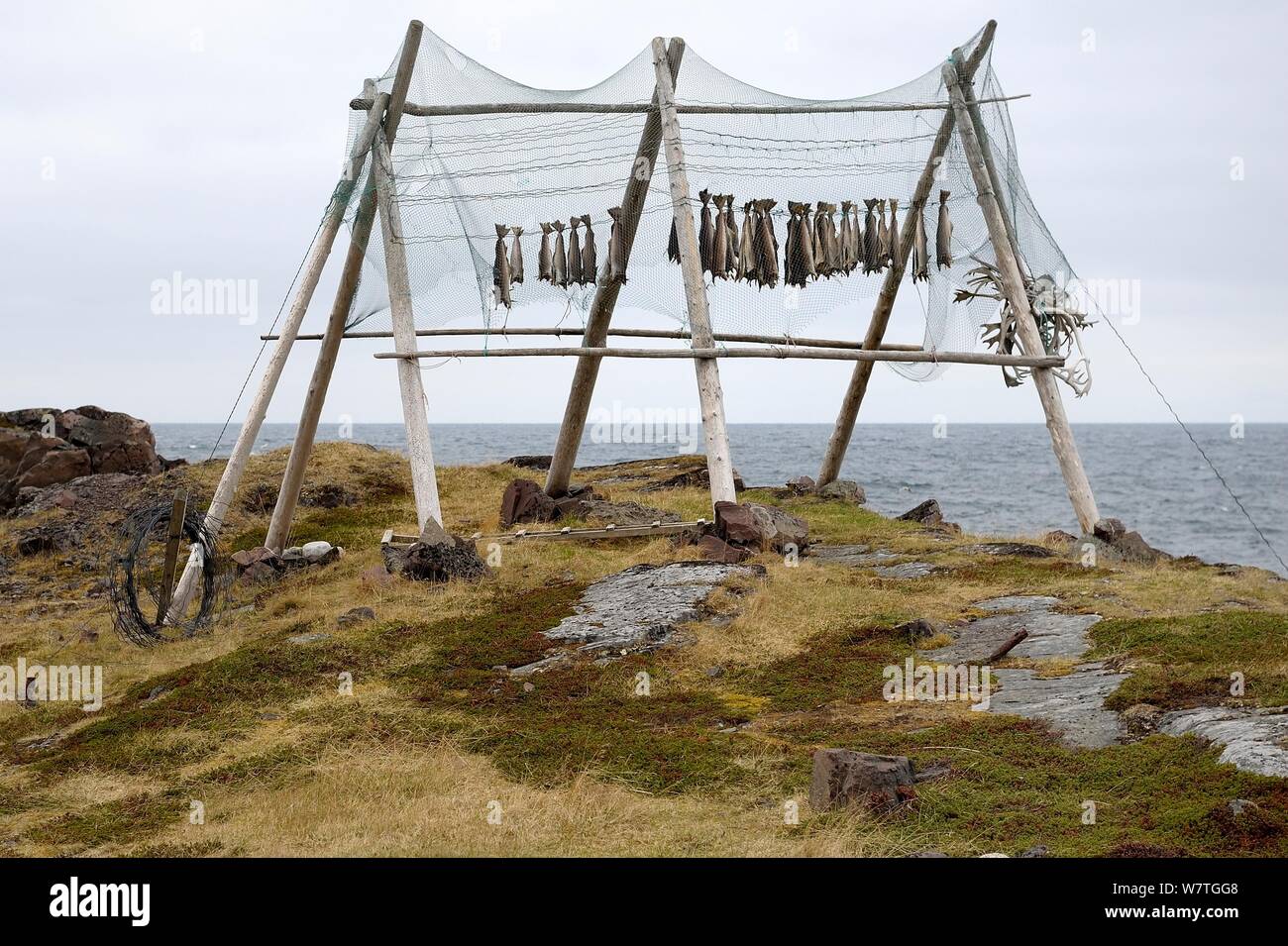 Sécher la morue (Gadus morhua), Norvège, Varanger, mai. Banque D'Images