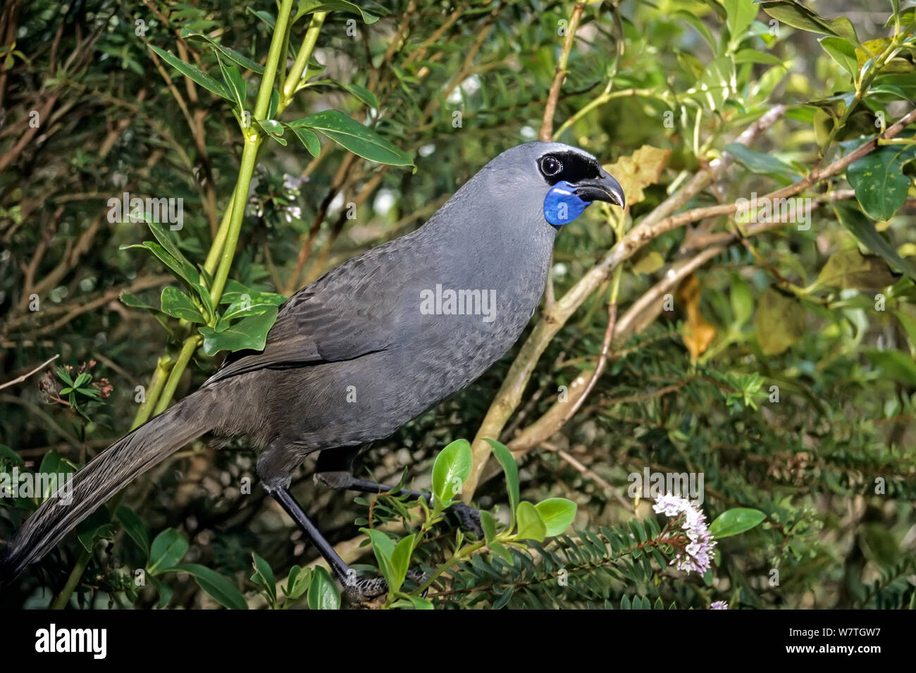 L'île du nord (Kokako Callaeas cinerea wilsoni) Otorohonga Centre d'élevage, la Nouvelle-Zélande. Banque D'Images