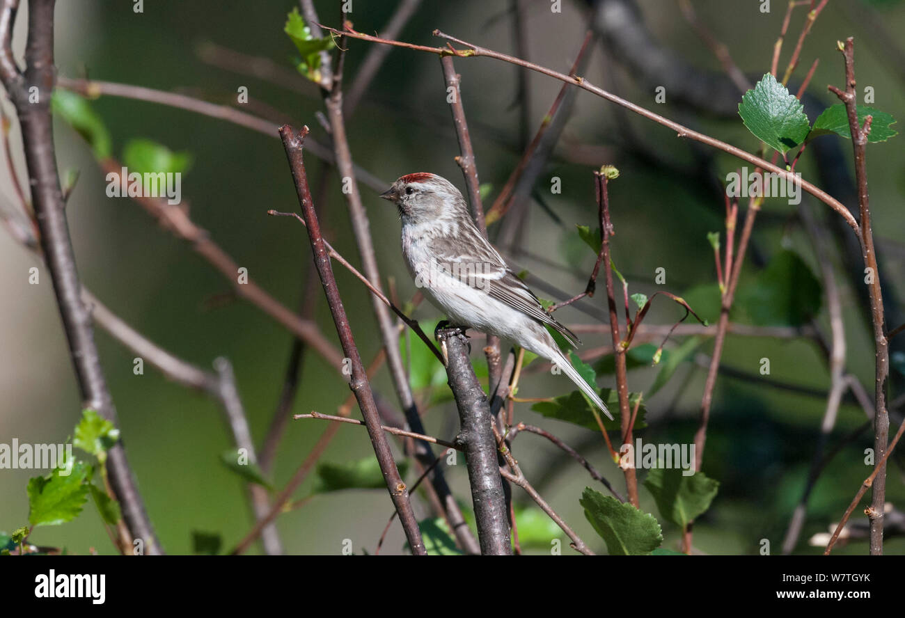 Sizerin flammé (Carduelis hornemanni arctique) Laponie, Finlande, Juillet. Banque D'Images