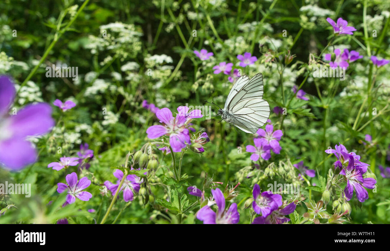 Papillon blanc veiné noir (Aporia crataegi) mâle en vol avec proboscis étendue à feedi sur le géranium fleur, Carélie du Sud, Finlande, juin. Banque D'Images