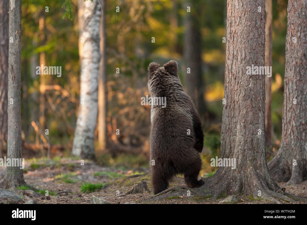 L'ours brun (Ursus arctos arctos) debout sur ses pattes, le nord de la Finlande, de mai. Banque D'Images