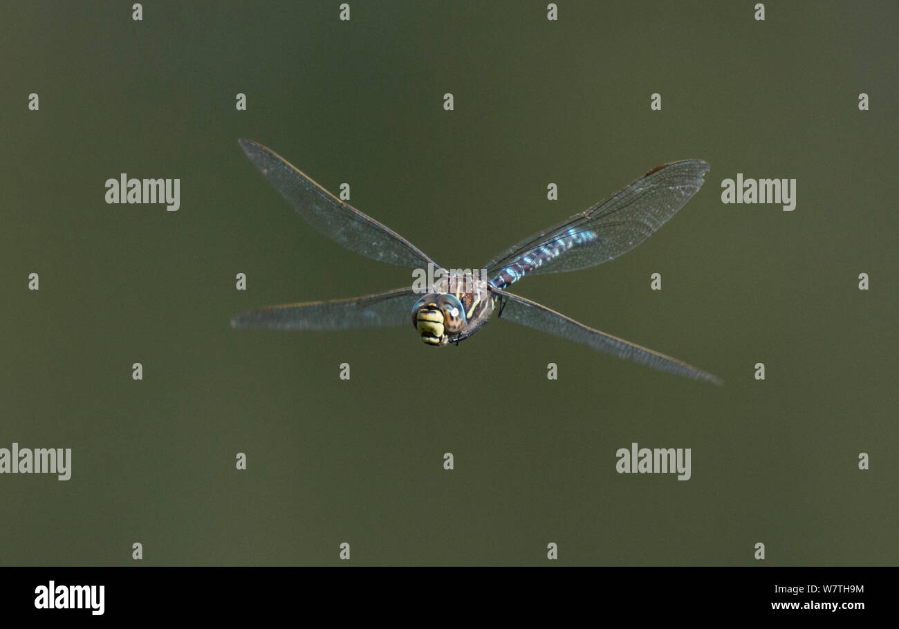 Hawker Aeshna juncea (commune) mâle en vol, Joutsa (anciennement Leivonmaki), Finlande, février. Banque D'Images