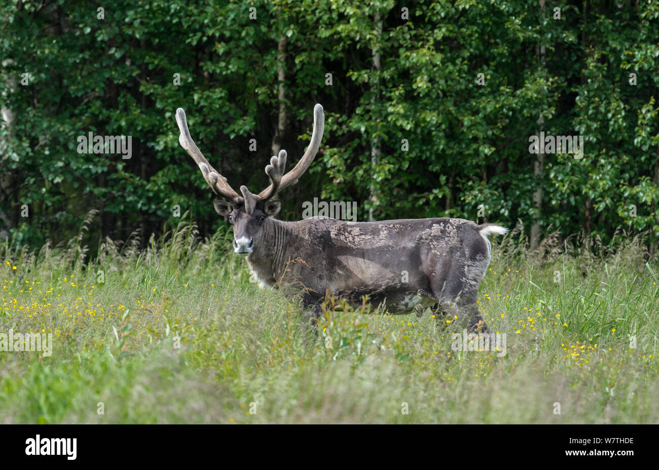 Finnish forest le renne (Rangifer tarandus fennicus) mâle en velours, le nord de la Finlande, juin. Banque D'Images