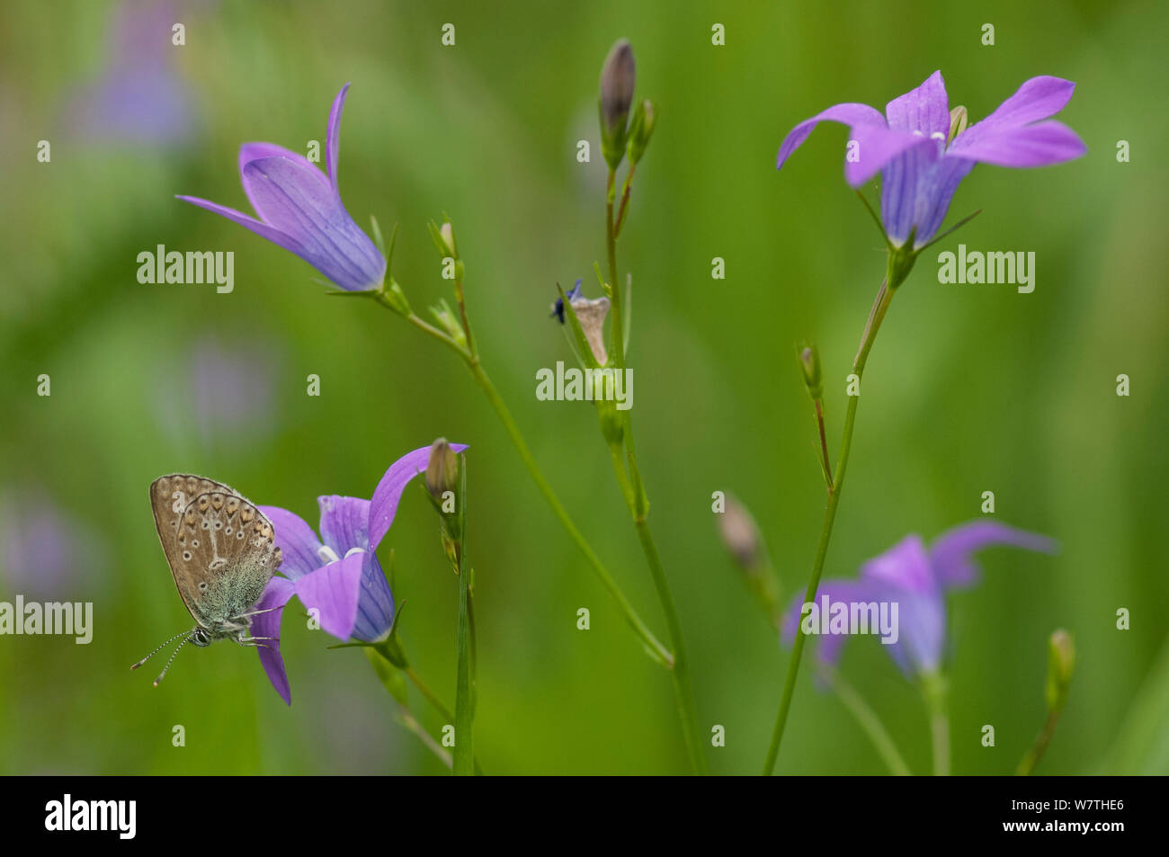 Géranium Argus (Plebejus papillon eumedon) à répandre la campanule (Campanula patula) Carélie du Sud, le sud de la Finlande, juin. Banque D'Images