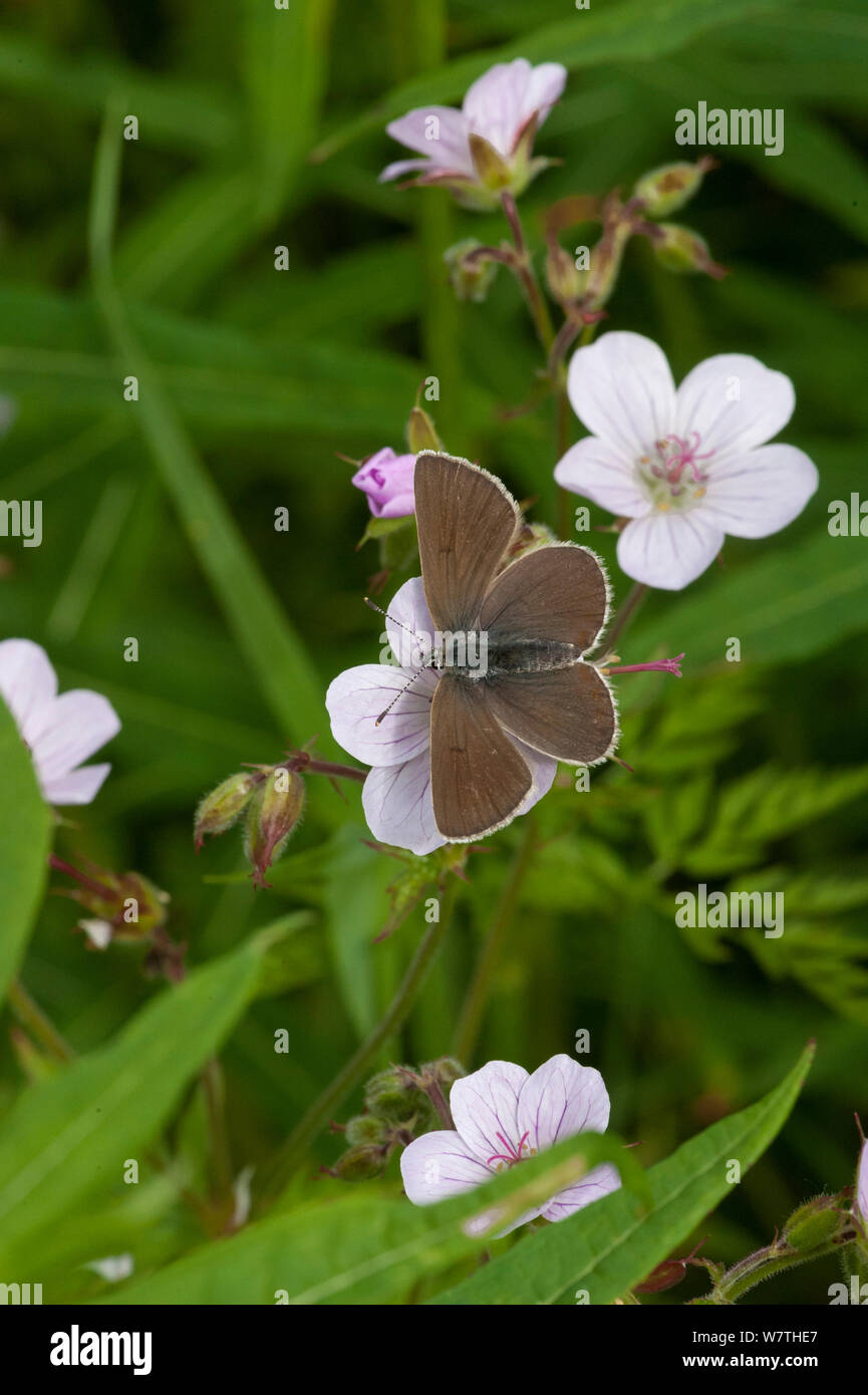 Géranium Argus (Plebejus papillon eumedon) féminin, Carélie du Sud, le sud de la Finlande, juin. Banque D'Images