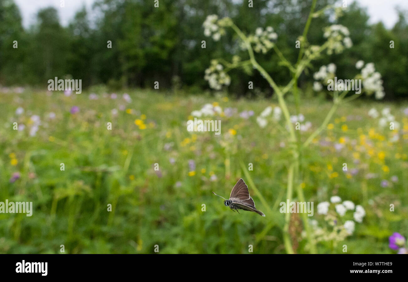 Géranium Argus (Plebejus eumedon) papillon volant dans l'habitat, le nord de la Finlande, juin. Banque D'Images