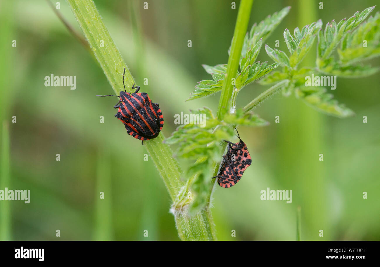 Bug (Graphosoma lineatum Minstrel) Iles Aland, en Finlande, en juin. Banque D'Images