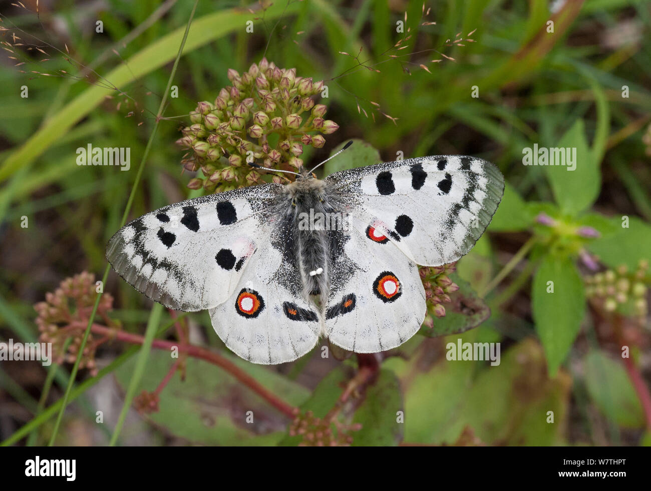 Mountain apollo (Parnassius apollo) femelle avec deux de ses propres oeufs sur le dos, le sud-ouest de la Finlande, Juillet. Banque D'Images