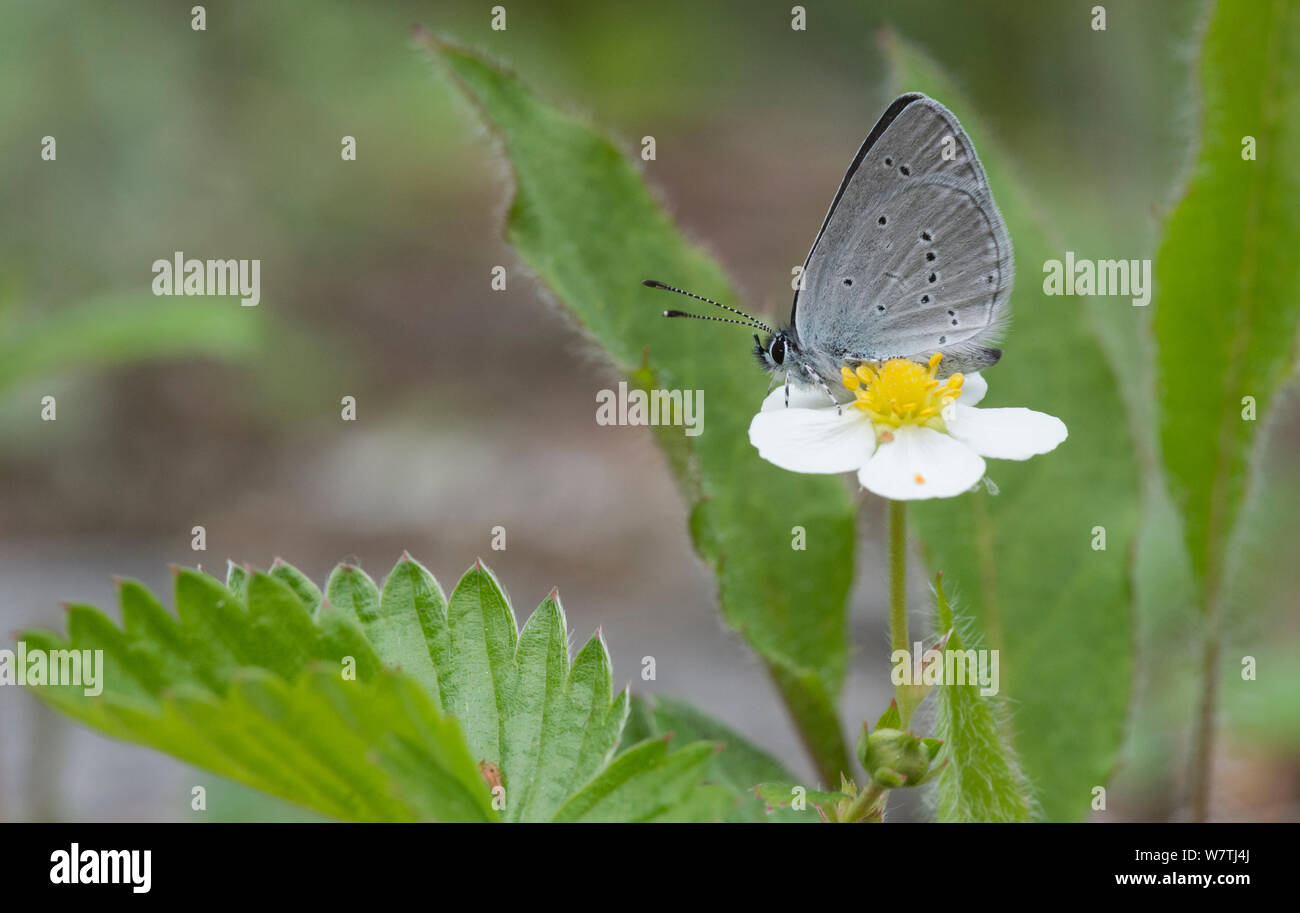 Petit papillon bleu (Cupido minimus) femelle se nourrissant de fleur de fraisier (Fragaria vesca), Jyväskylä, Finlande méridionale, mai. Banque D'Images