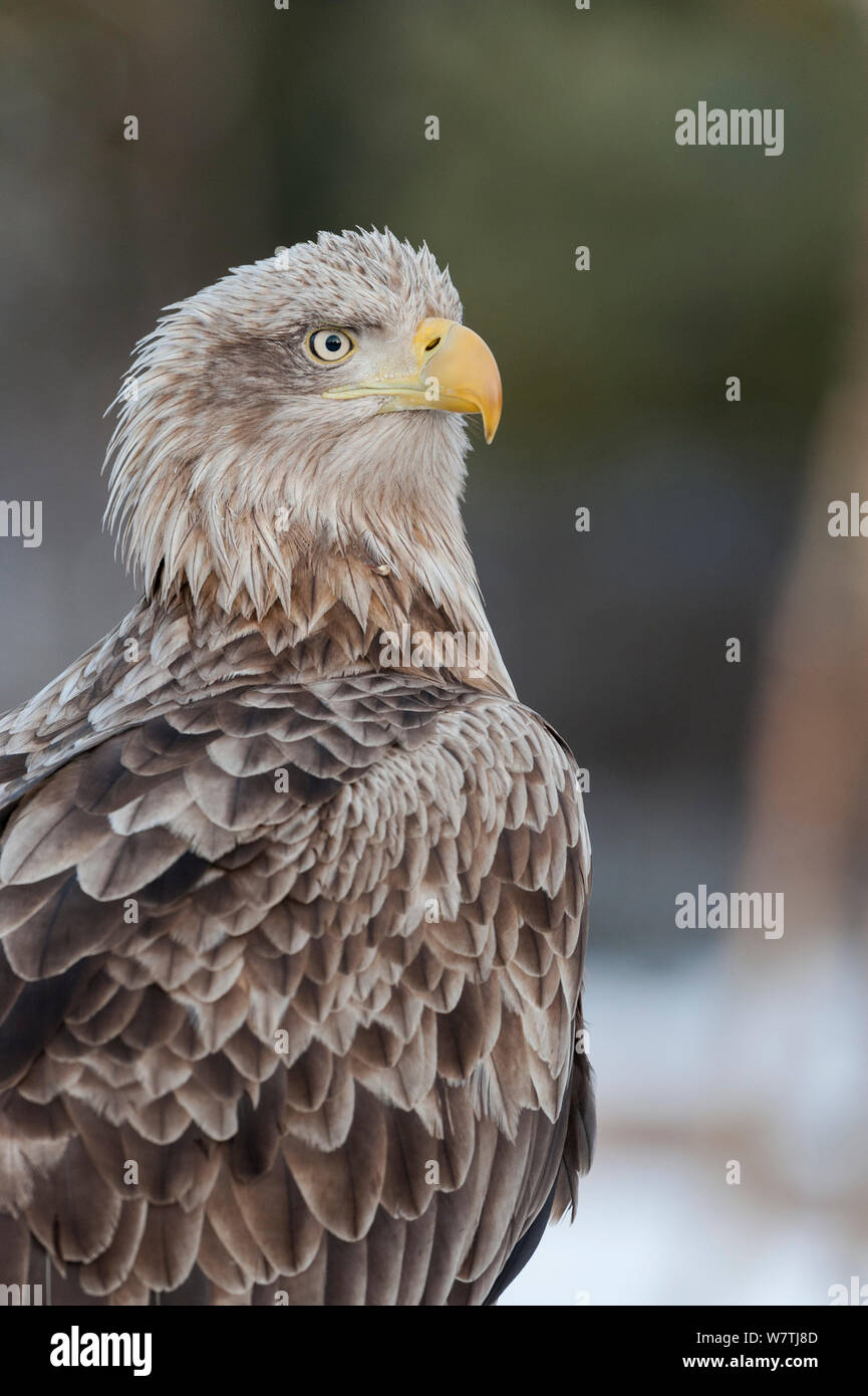 À queue blanche (Haliaeetus albicilla) portrait, le sud-ouest de la Finlande, mars. Banque D'Images