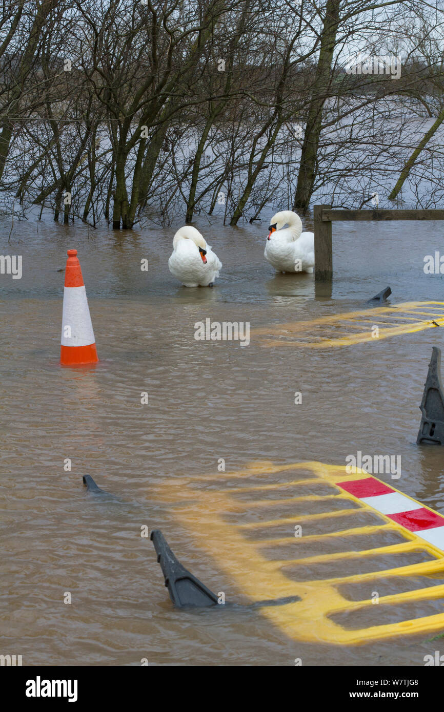 Le Cygne tuberculé (Cygnus olor) reposant dans la rue inondée au cours de février 2014 Inondations, Upton sur Severn, Worcestershire, Angleterre, Royaume-Uni, le 8 février 2014. Banque D'Images