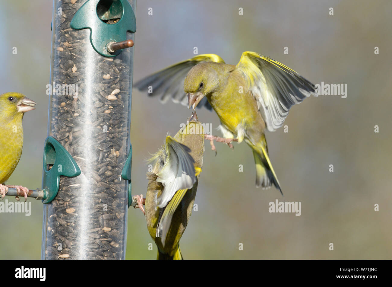 Greenfinches (Carduelis chloris) se disputant à une mangeoire, Norfolk, Angleterre, Royaume-Uni, décembre. Banque D'Images