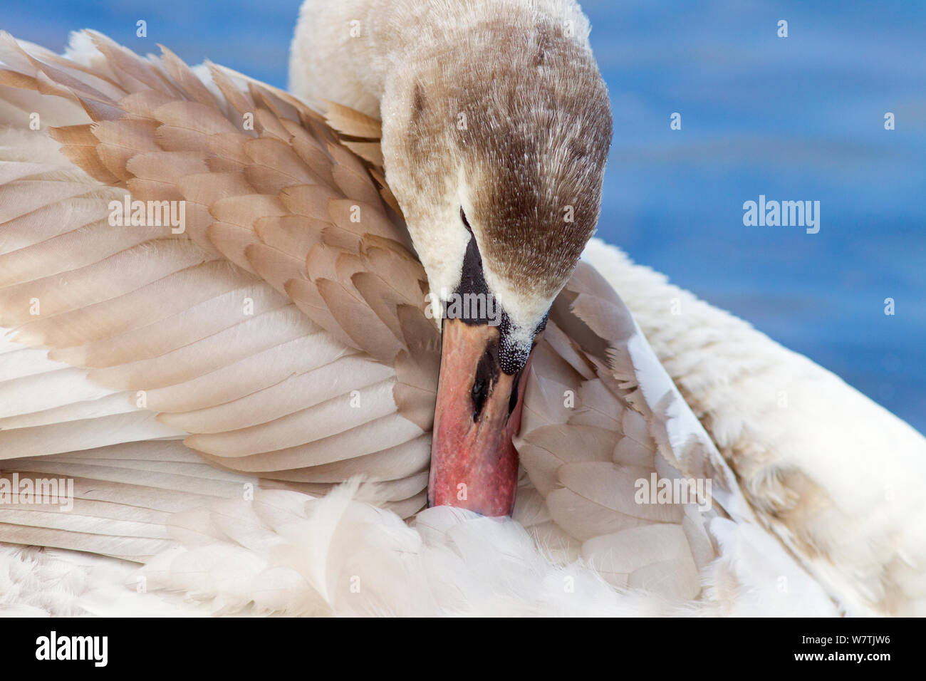 Jeune cygne muet (Cygnus olor) lissage, Norfolk, England, UK, Novembre Banque D'Images