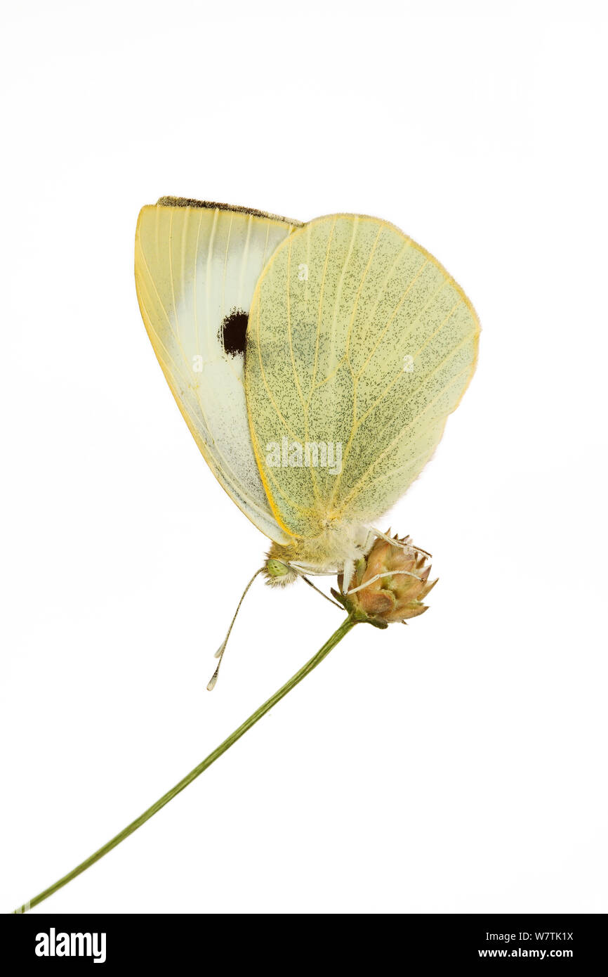 Papillon blanc du chou (Pieris rapae) Cassine, Piémont, Italie. Projet d'Meetyourneighbors.net Banque D'Images
