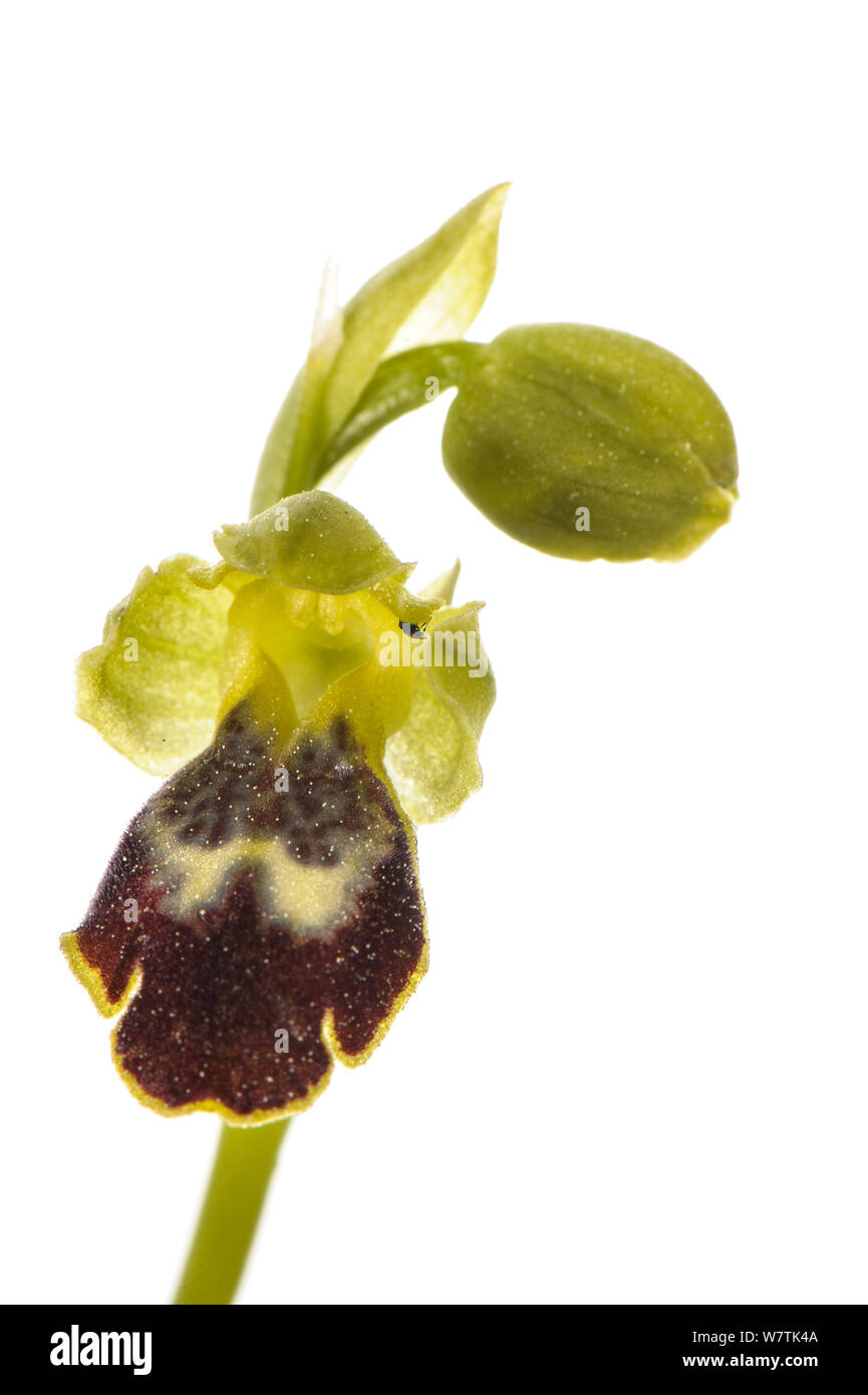 L'orchidée abeille (Ophrys delforgei) Imperia, Italie, mars. Projet d'Meetyourneighbors.net Banque D'Images