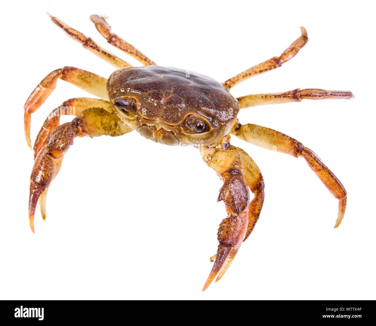 Crabe d'eau douce (Potamon fluviatile) juvenile, Toscane, Italie, mars. Projet d'Meetyourneighbors.net Banque D'Images
