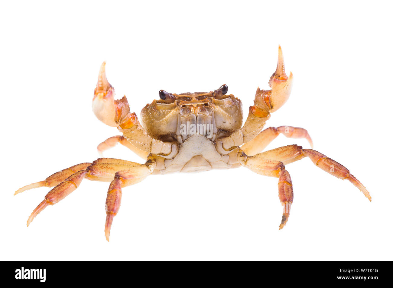 Crabe d'eau douce (Potamon fluviatile) juvenile,Toscane, Italie, mars. Projet d'Meetyourneighbors.net Banque D'Images