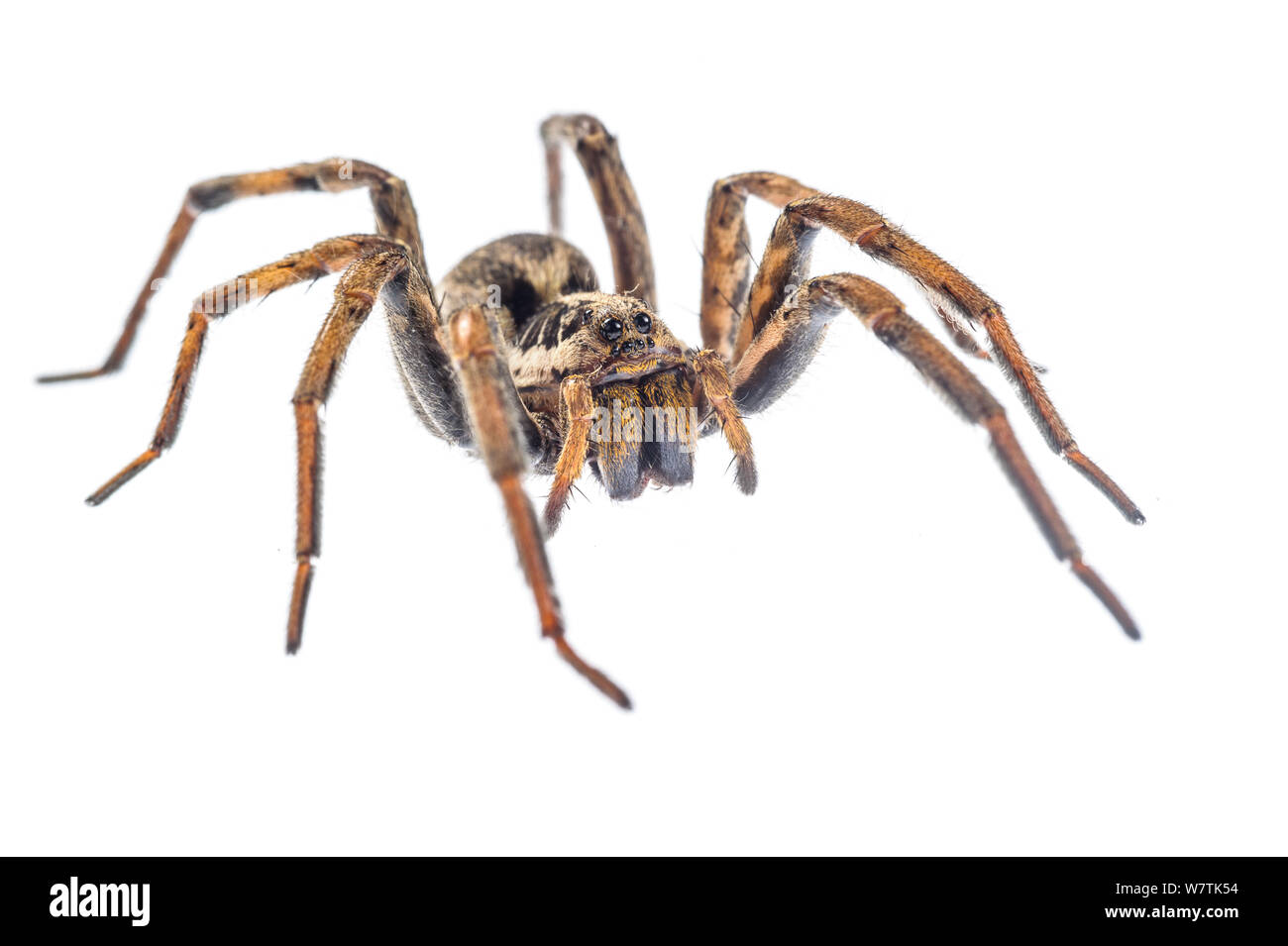Wolf spider (Hogna radiata) femelle adulte, Toscane, Italie, septembre. Projet d'Meetyourneighbors.net Banque D'Images