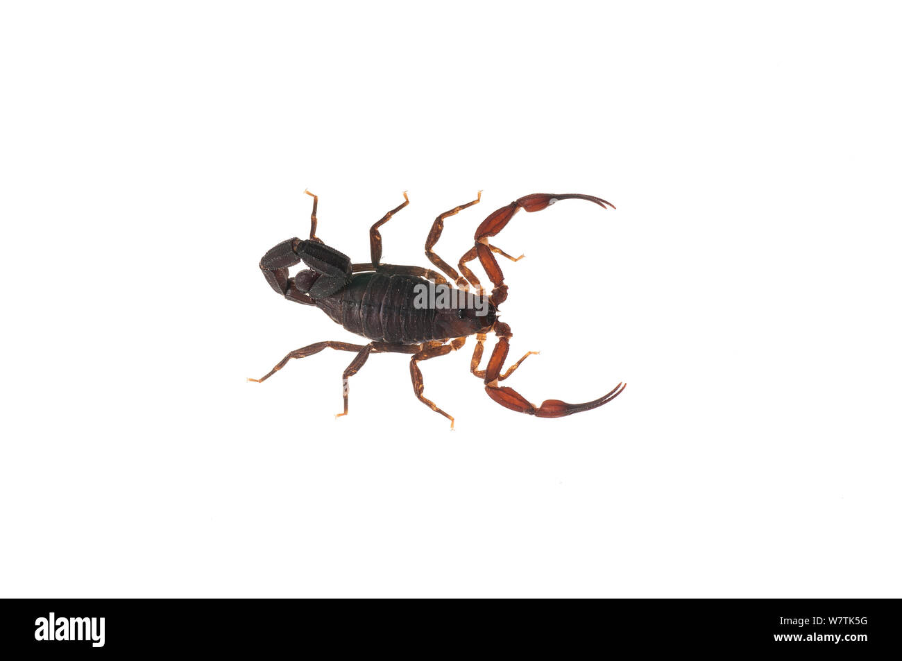 Scorpion (Buthidae Iwokrama, Guyana). Projet d'Meetyourneighbors.net Banque D'Images