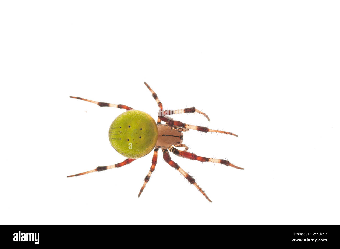 Eriophora orbweaver néotropicale (sp.) Surama, Guyana. Projet d'Meetyourneighbors.net Banque D'Images