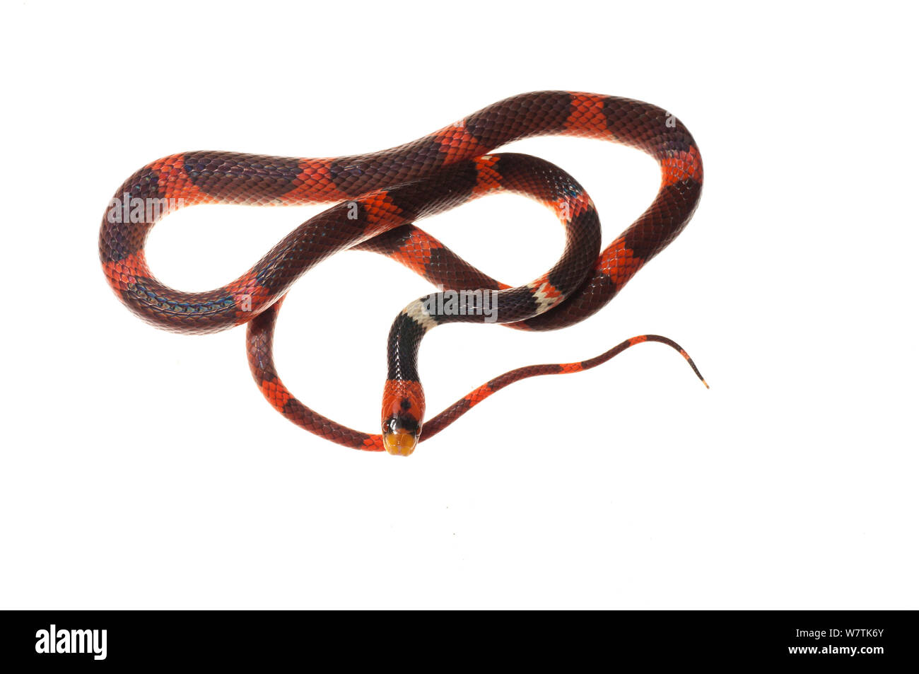 Serpent Calico (Oxyrhopus occipital Iwokrama, Guyana). Projet d'Meetyourneighbors.net Banque D'Images