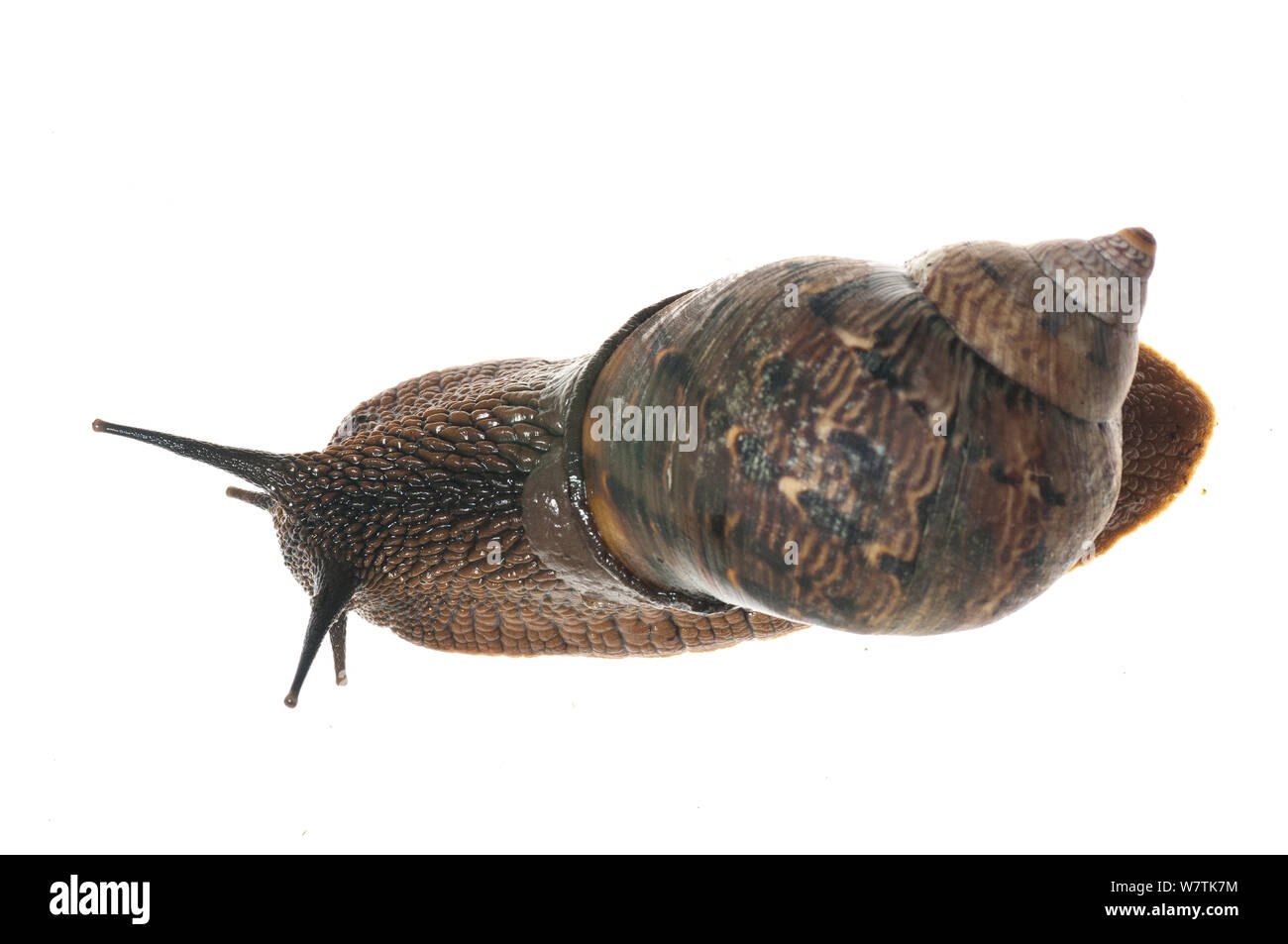 Escargot terrestre (Gastropoda) Programme Iwokrama, Guyana. Projet d'Meetyourneighbors.net Banque D'Images