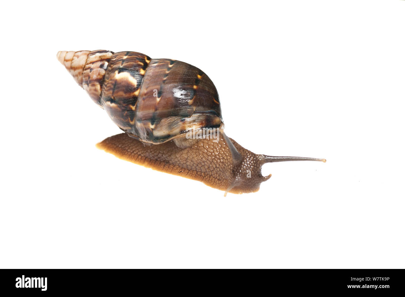 Escargot terrestre (Gastropoda) Programme Iwokrama, Guyana. Projet d'Meetyourneighbors.net Banque D'Images