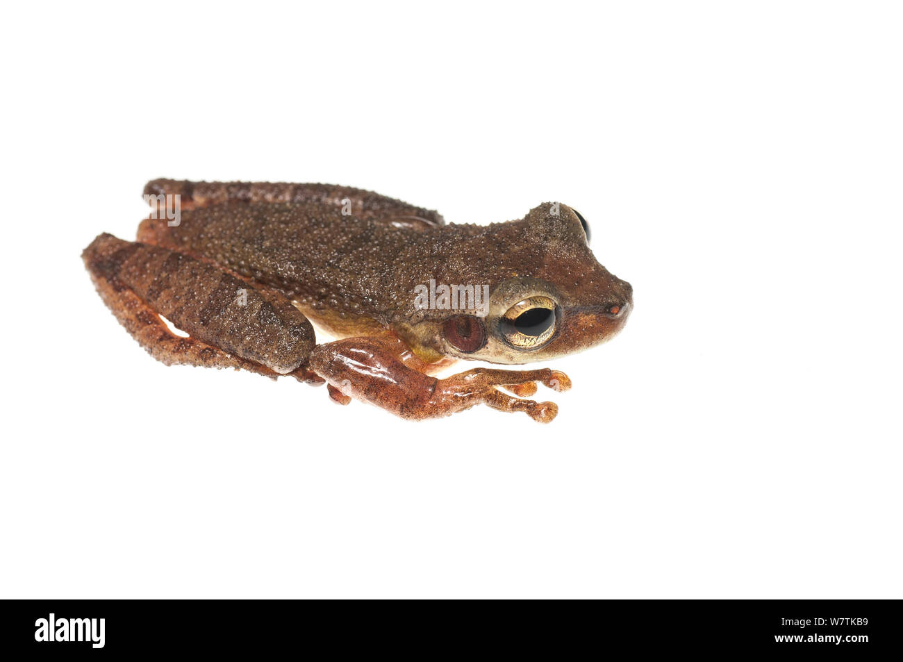 À pattes minces de Cayenne (Osteocephalus leprieurii treefrog) Montagnes Kanuku, Guyana. Projet d'Meetyourneighbors.net Banque D'Images