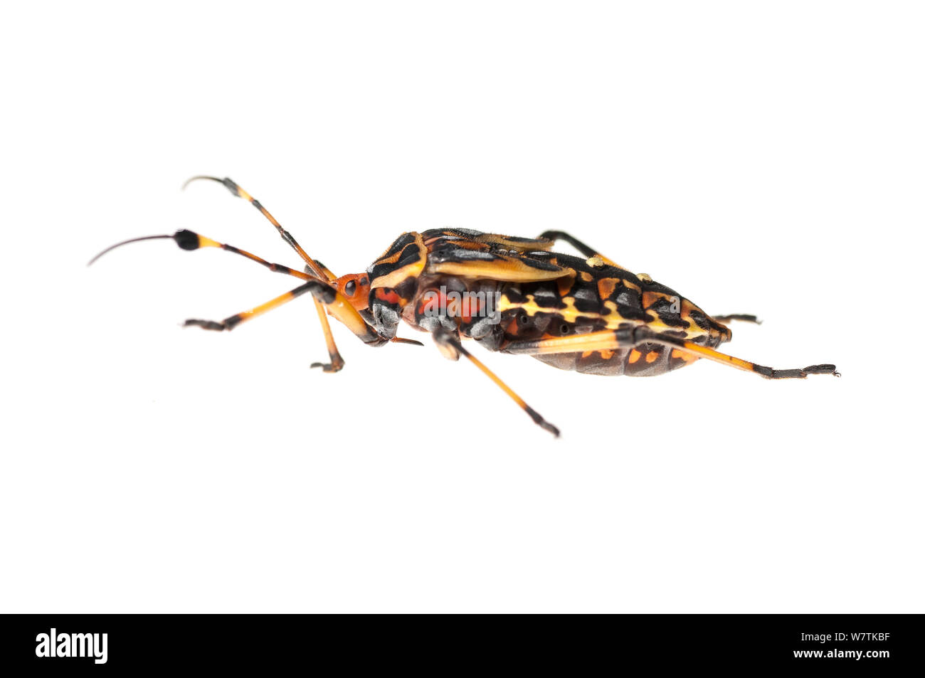 Nymphe bug géant mesquite (Thasus sp.), d'Iwokrama en Guyane. Projet d'Meetyourneighbors.net Banque D'Images