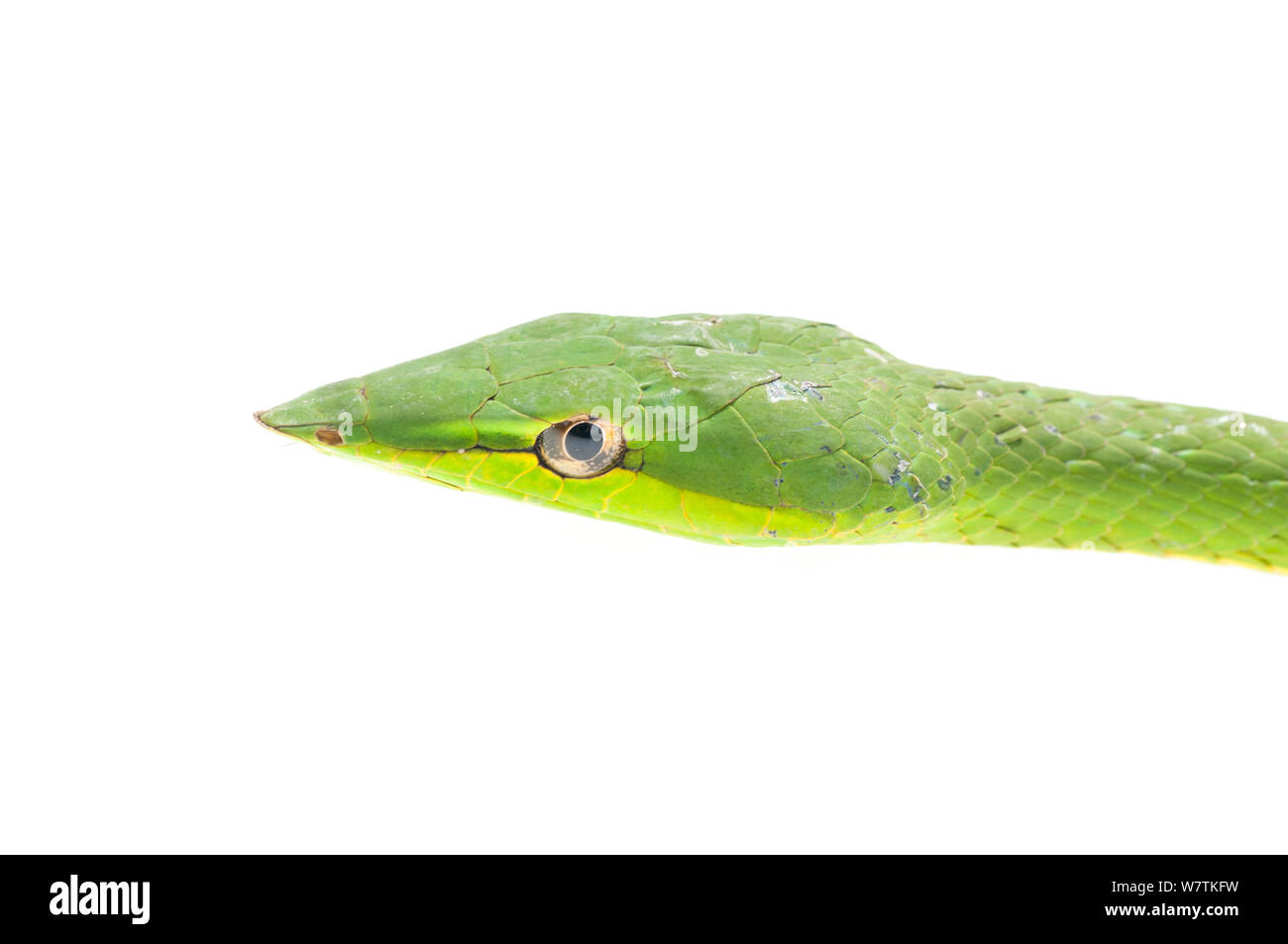 Serpent de vigne verte (fulgidis Parabara Oxybelis), Guyana. Projet d'Meetyourneighbors.net Banque D'Images