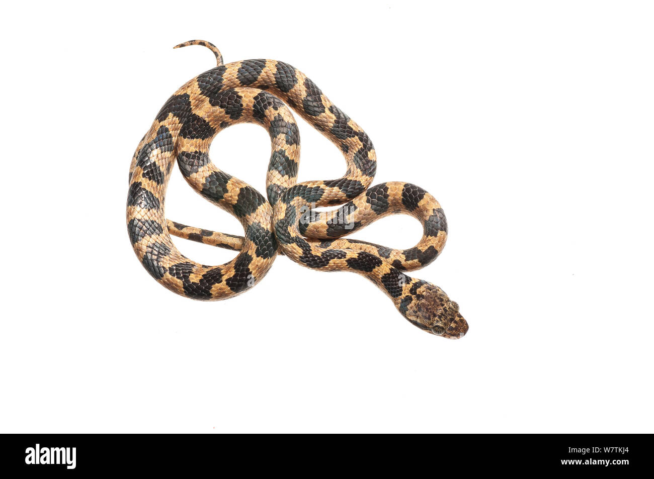 Chat Serpent Banque D Images Detourees Alamy