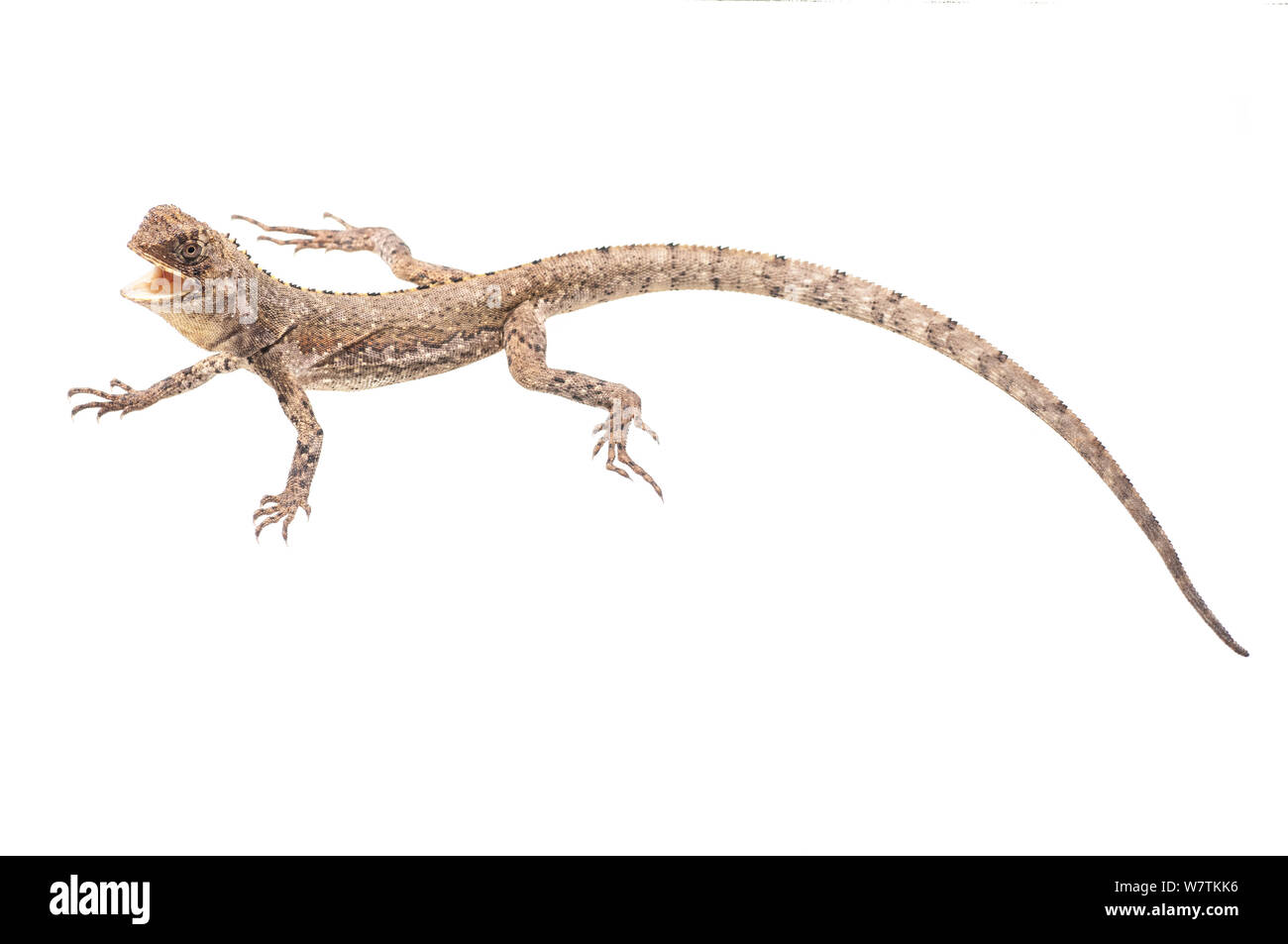 Lézard à tête de balai (Uranoscodon superciliosus) Surama, Guyana. Projet d'Meetyourneighbors.net Banque D'Images