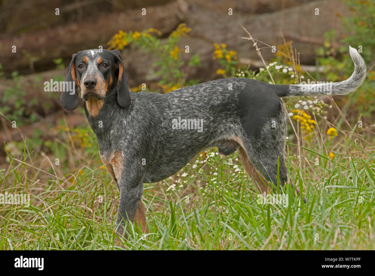Bluetick Coonhound, portrait, Pennsylvania, USA, Septembre Banque D'Images