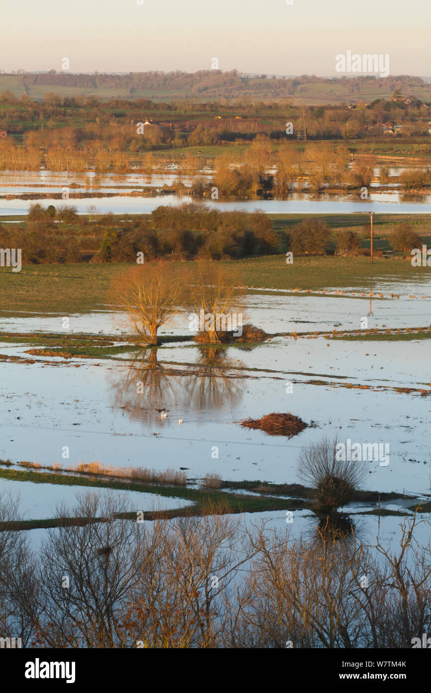 Paysage avec arbres d'aubépine (Craetegus monogyna) à au nord-ouest de janvier 2014 Burrowbridge pendant les inondations, dans les niveaux de Somerset, Angleterre, Royaume-Uni, 11 janvier 2014. Banque D'Images