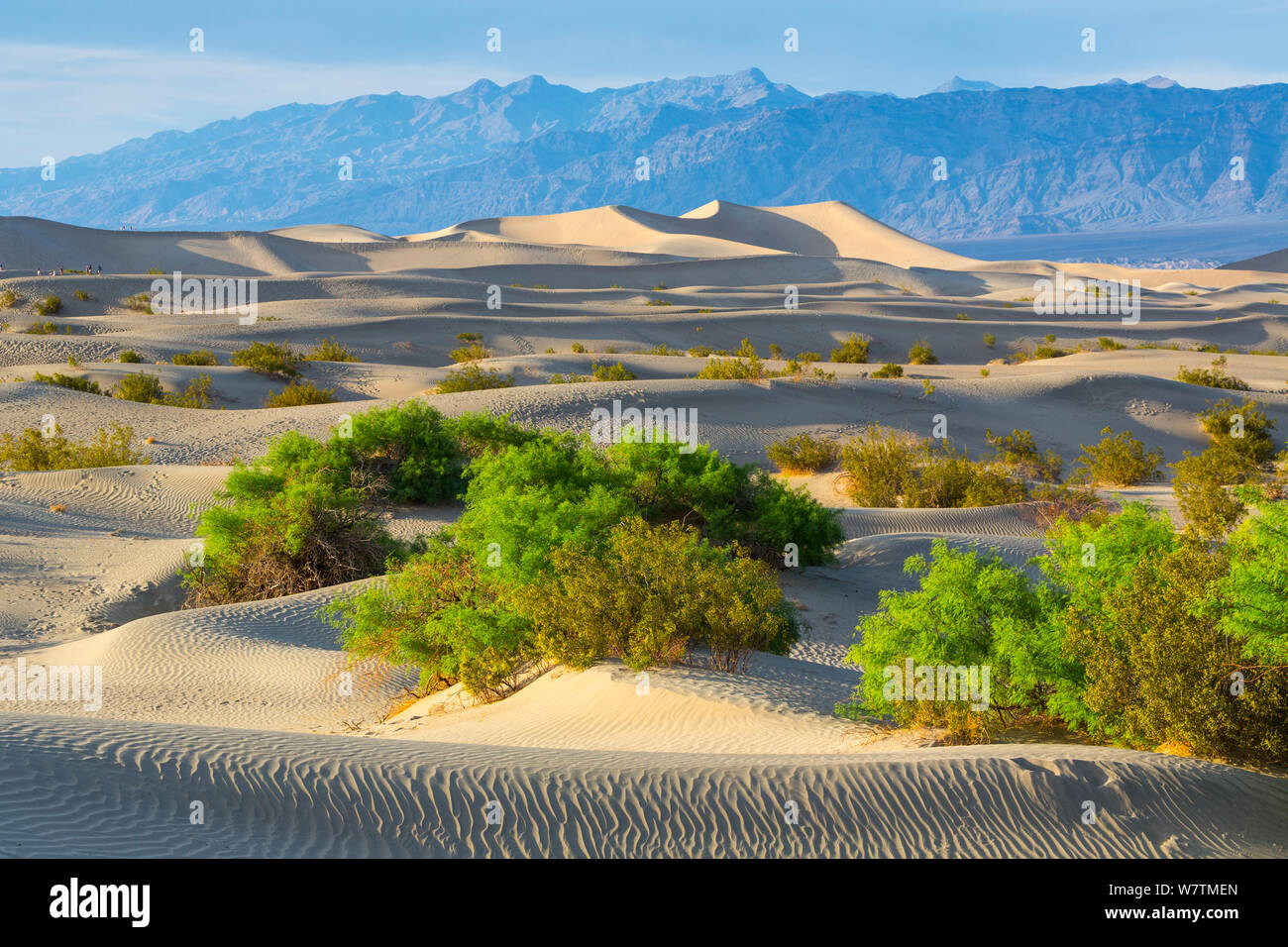 Télévision Mesquite Sand Dunes, Death Valley National Park, California, USA, mars 2013. Banque D'Images