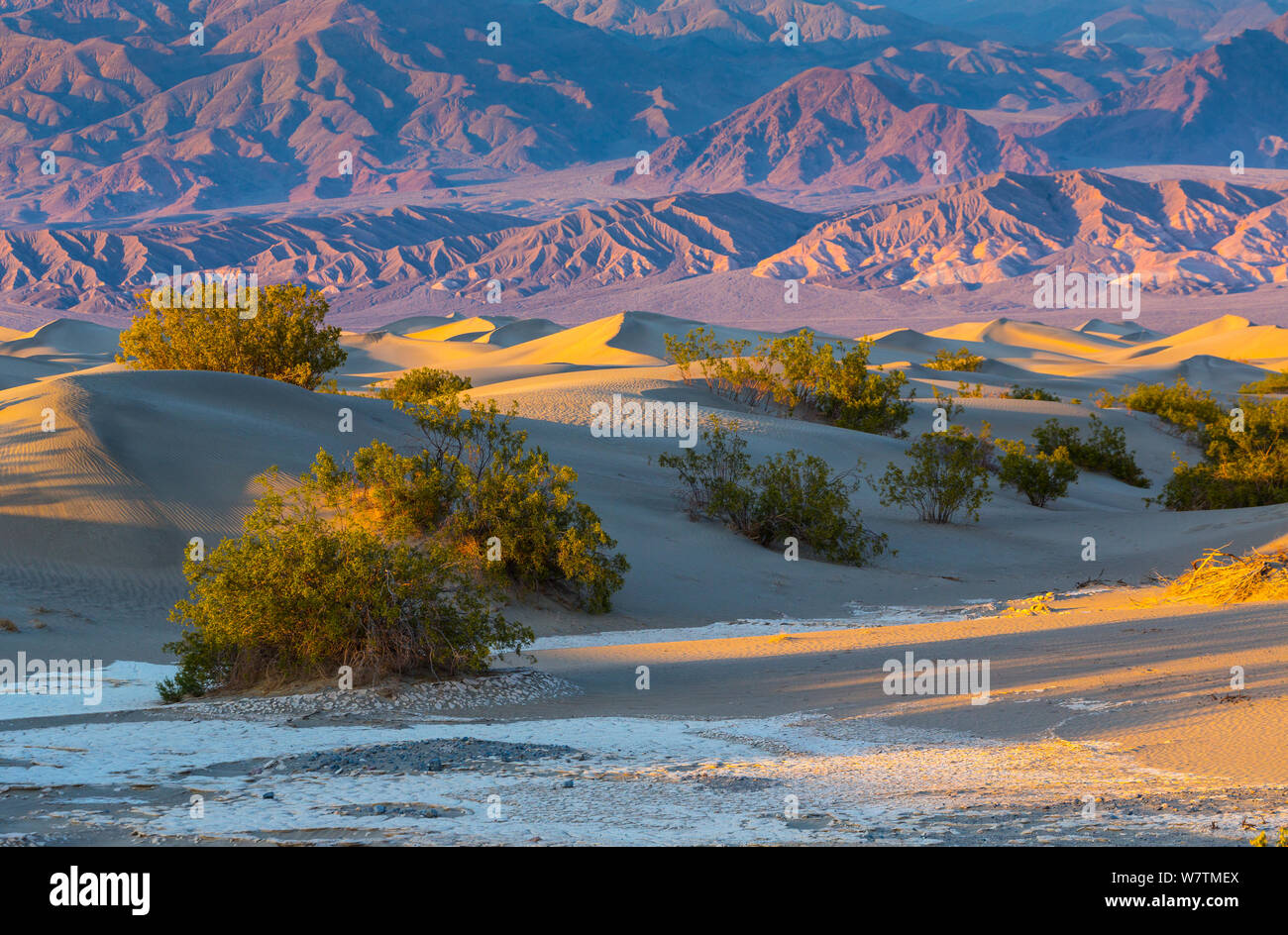 Télévision Mesquite Sand Dunes, Death Valley National Park, California, USA, mars 2013. Banque D'Images
