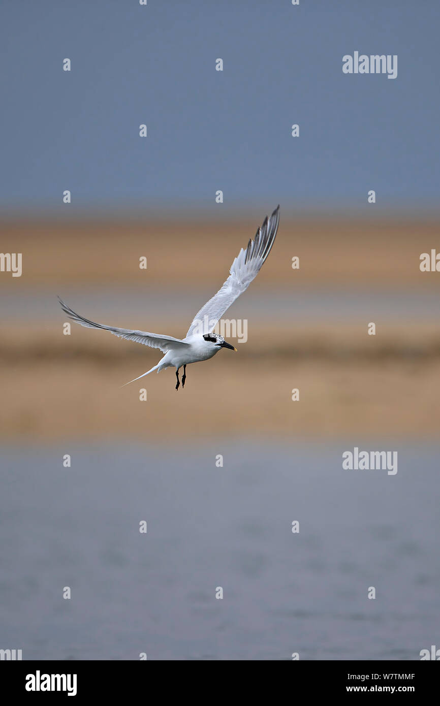 Sterne caugek (Thalasseus sandvicensis) en vol, Norfolk, Angleterre, Royaume-Uni, août. Banque D'Images