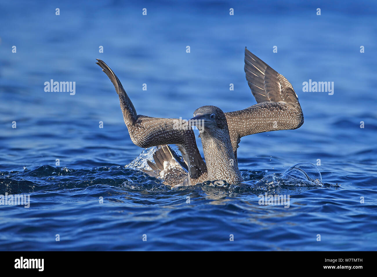 Fou de Bassan (Morus bassanus) Portugal, Octobre. Banque D'Images