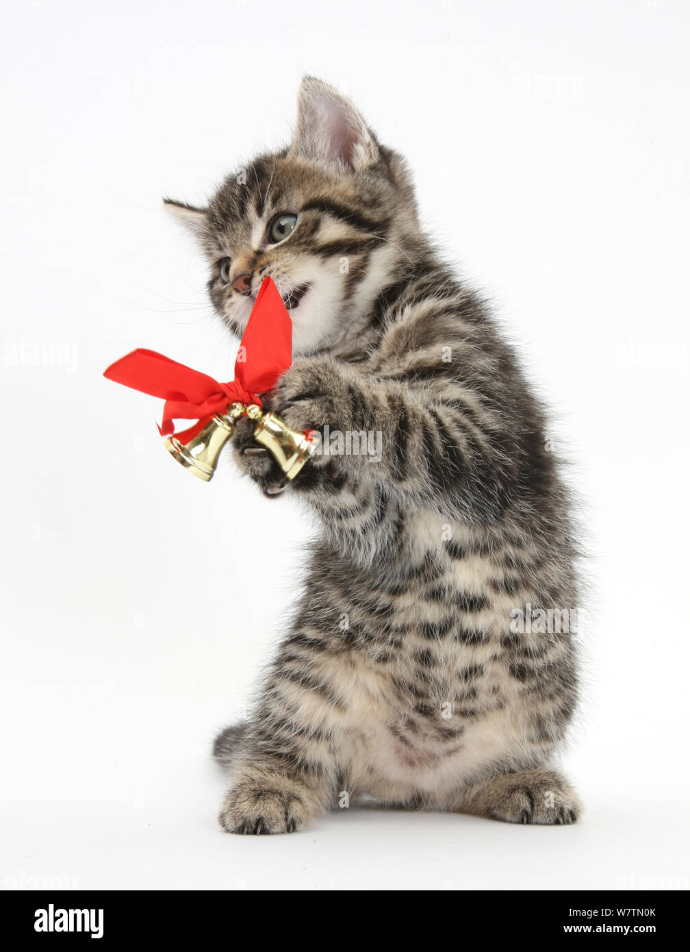 Cute kitten tabby, Fosset, 7 semaines, à jouer avec des cloches de Noël sur un ruban rouge, contre fond blanc Banque D'Images
