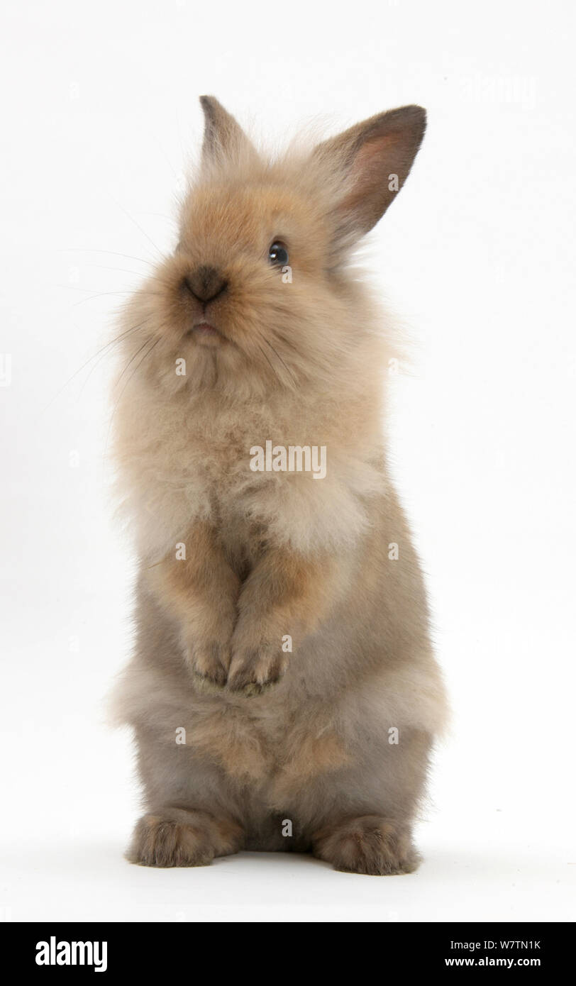 Jeune lapin debout, contre fond blanc Banque D'Images