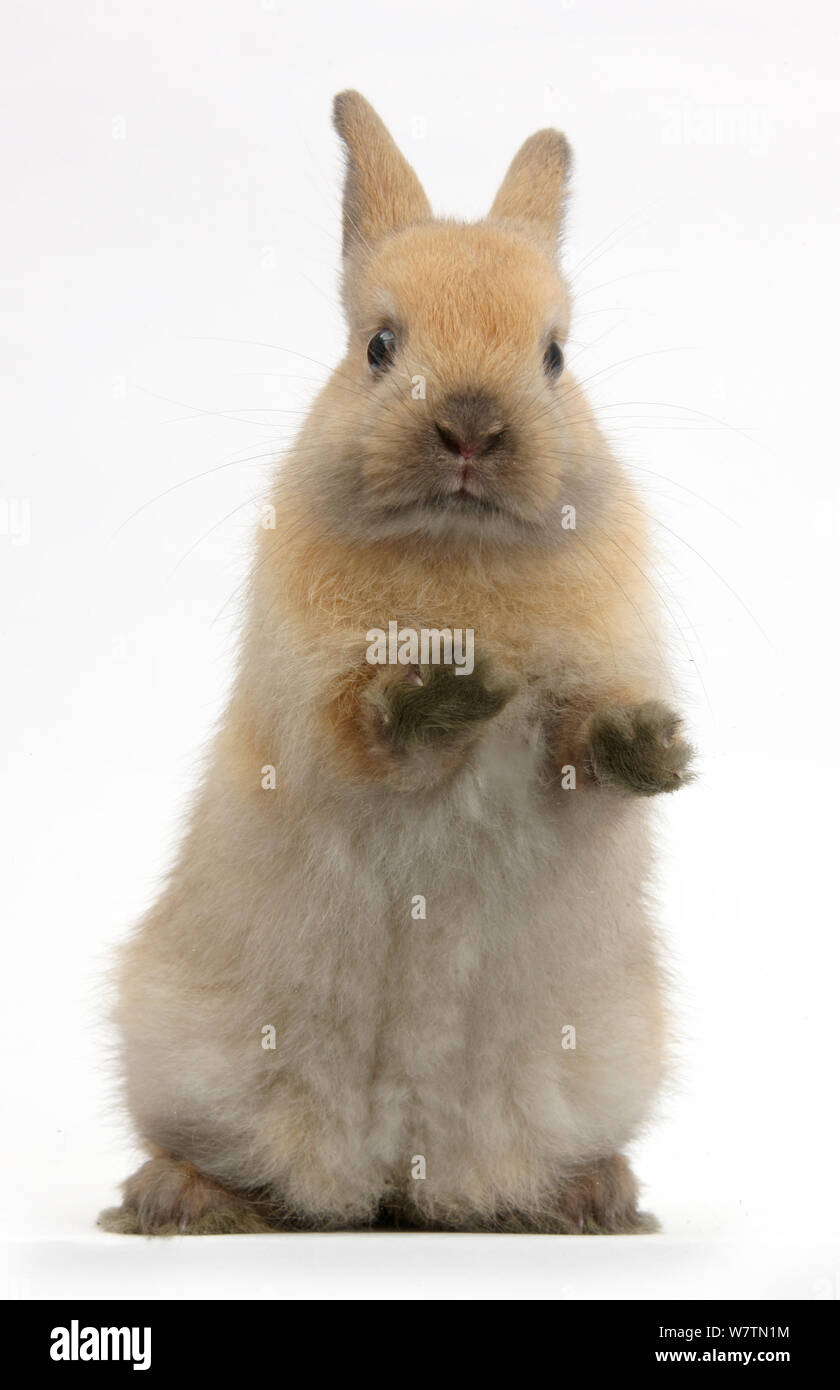Lapin brun debout, contre fond blanc Banque D'Images
