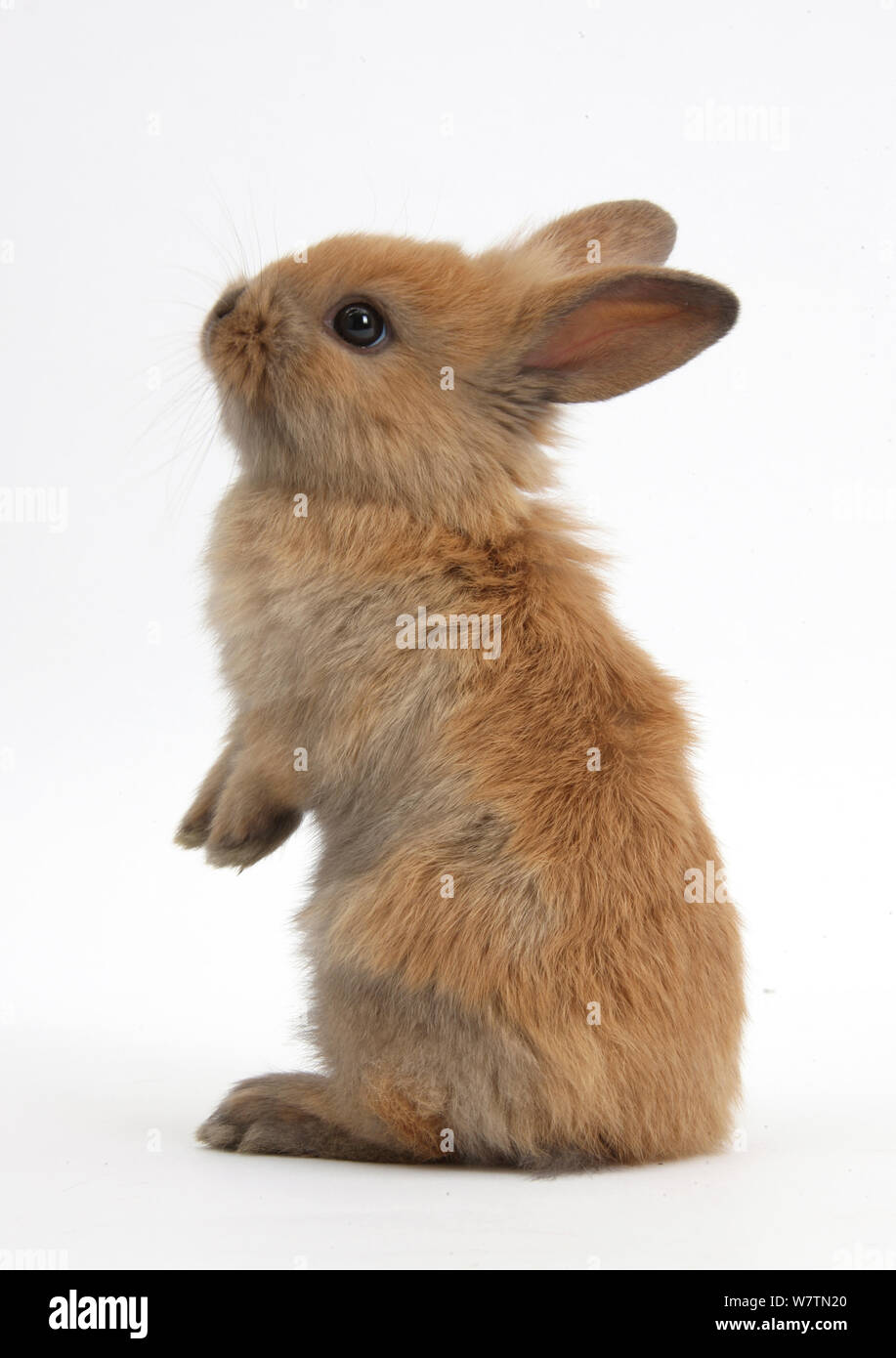 Bebe Lapin Belier X De Lionhead Debout Contre Fond Blanc Photo Stock Alamy