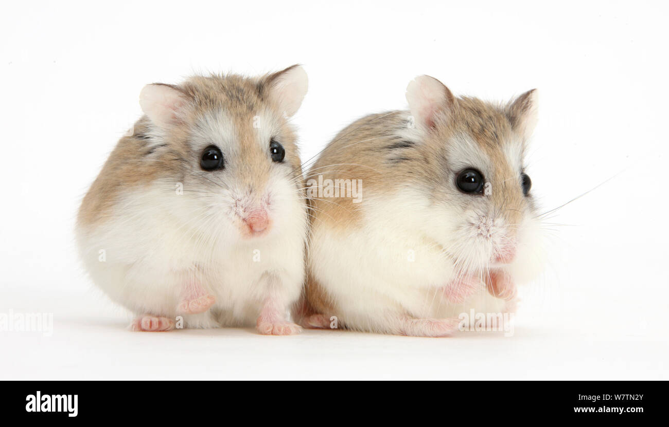 Deux Hamsters Roborovski (Phodopus roborovskii), contre fond blanc Banque D'Images