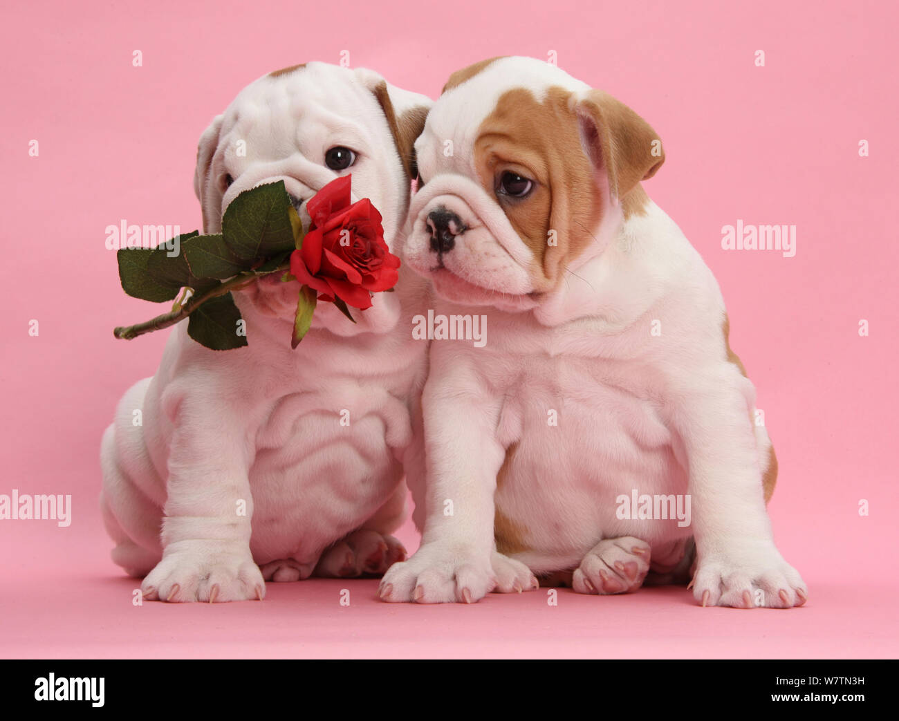 Chiots bulldog à la rose, sur fond rose. Banque D'Images