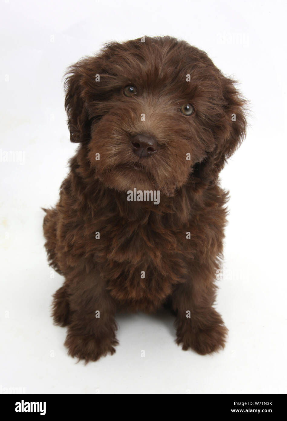 Labradoodle puppy Chocolat, 9 semaines, assis et regardant vers le haut, contre fond blanc Banque D'Images