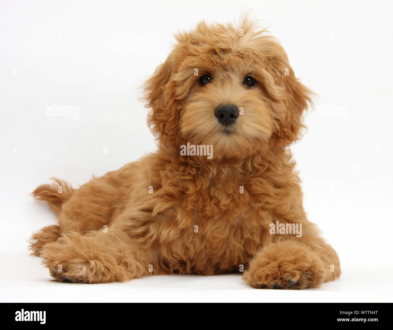 Cute puppy toy rouge Goldendoodle, Flicker, 12 semaines, couché avec la tête relevée, against white background Banque D'Images